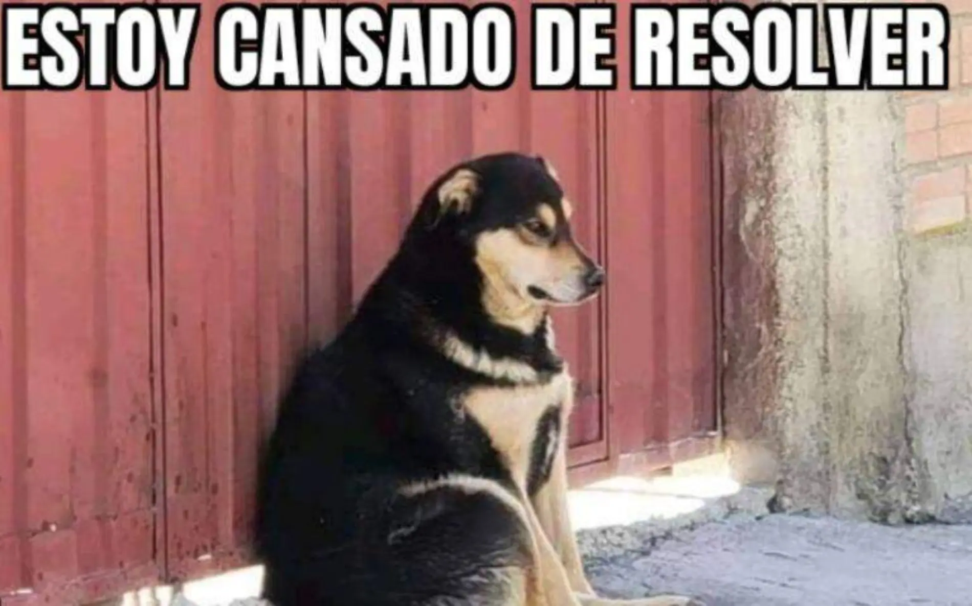 MEME PERRITO RESUELVE